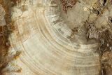 Beautiful Petrified Wood (Araucaria) Round - Madagascar #327327-1